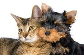 What is Pet Dander? How Does it Cause Pet Allergies?