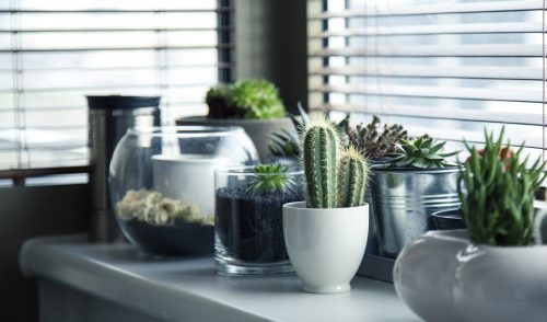 indoor plants for clean air