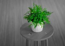 plants for indoor air quality